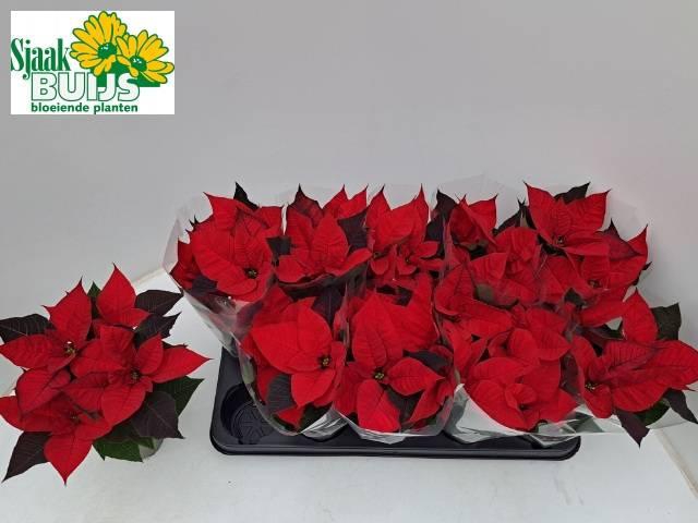 <h4>EUPHOR P CHR UNIVERS</h4>