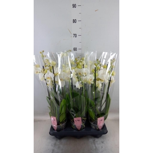 Phalaenopsis  'Ant Inverness'