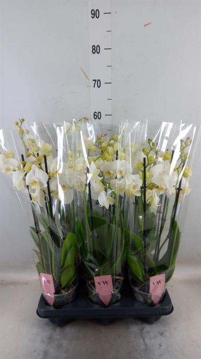 <h4>Phalaenopsis 'Ant Inverness'</h4>