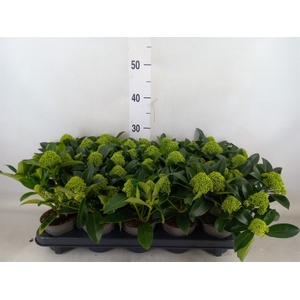 Skimmia jap. 'White Globe'