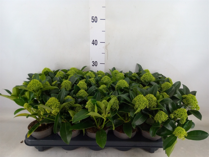 <h4>Skimmia jap. 'White Globe'</h4>