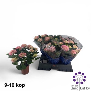 !! PROMO !! HYDR M HI HALO ROSA P14 9+