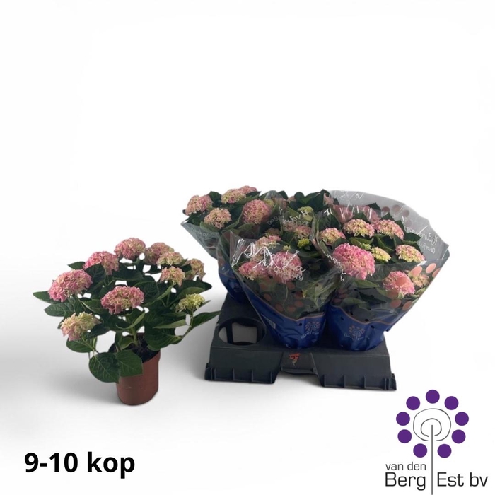 <h4>!! PROMO !! HYDR M HI HALO ROSA P14 9+</h4>