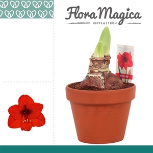 Amaryllis Royal Red 2 Knop Terracotta Steen OP