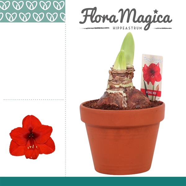 <h4>Amaryllis Royal Red 2 Knop Terracotta Steen OP</h4>