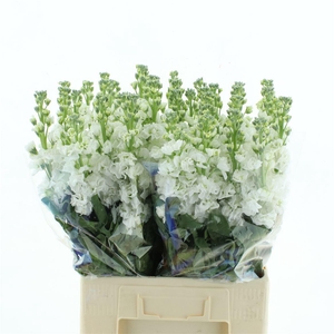 Matth Iron White