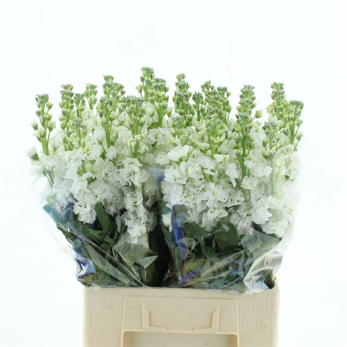 <h4>Matth Iron White</h4>