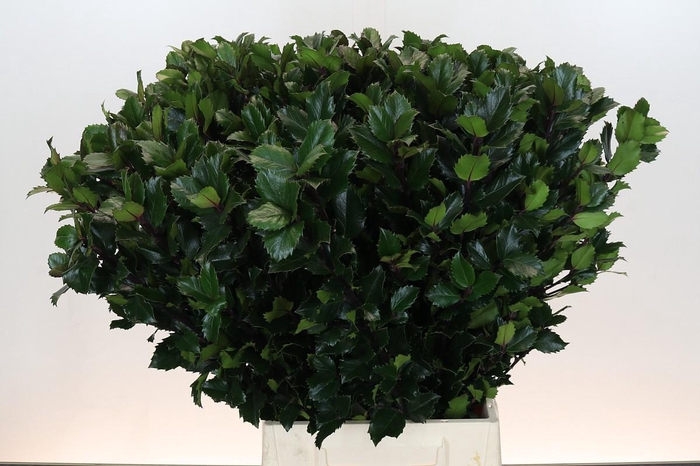 <h4>Ilex Meserveae Blue Prince</h4>