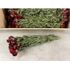 DF Helichrysum Bs Red 115g