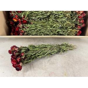 DF Helichrysum Bs Red