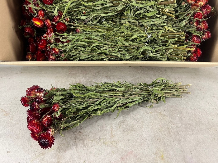 <h4>DF Helichrysum Bs Red</h4>