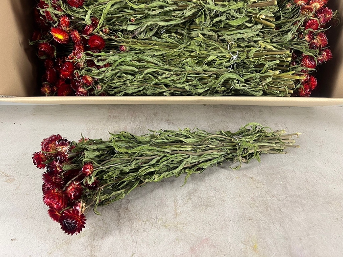 DF Helichrysum Bs Red 115g