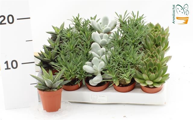 <h4>SUCCULENT MIX P5.5</h4>