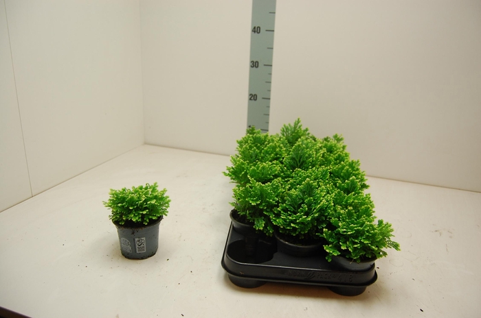 <h4>SELAG M JORI</h4>