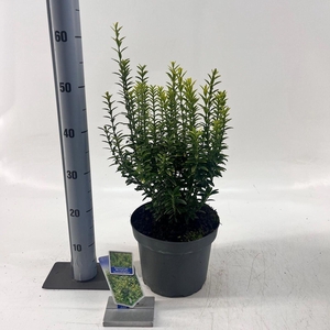Euonymus japonicus Microphyllus Au