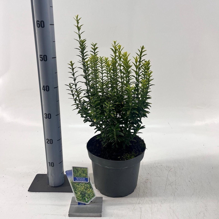 <h4>Euonymus japonicus Microphyllus Au</h4>