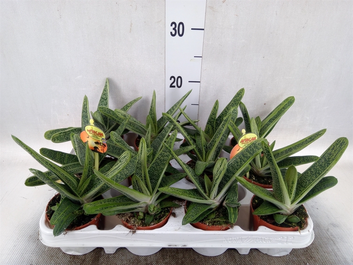 <h4>Gasteria  'Little Warty'</h4>