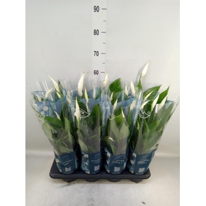 Spathiphyllum  'Strauss'