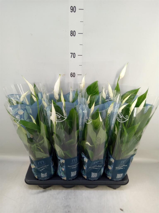 <h4>Spathiphyllum  'Strauss'</h4>