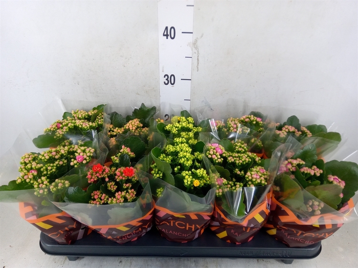 <h4>Kalanchoe blos.   ..rosebud mix  5</h4>