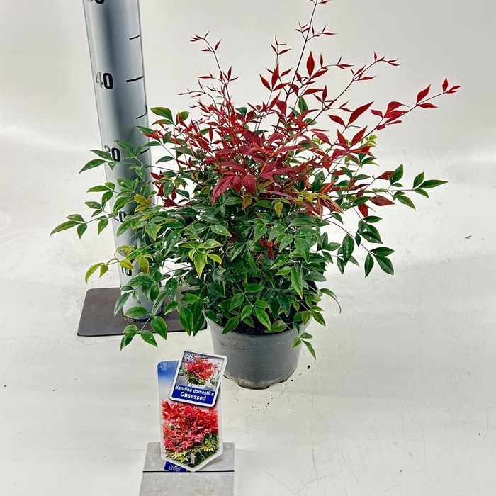 <h4>Nandina domestica Obsessed ('Seika'PBR)</h4>