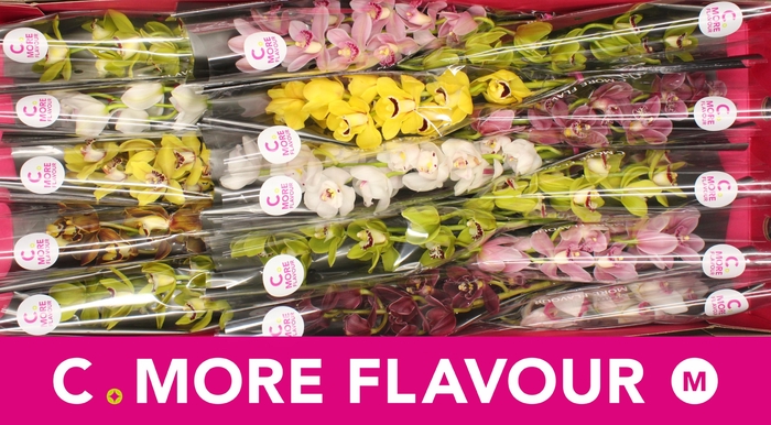 <h4>Mini cymbidium 'Mix' 50 cm</h4>