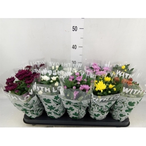 Chrysanthemum   ..mix 5