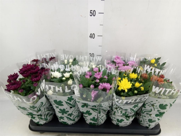 <h4>Chrysanthemum   ..mix 5</h4>