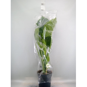 Alocasia gageana