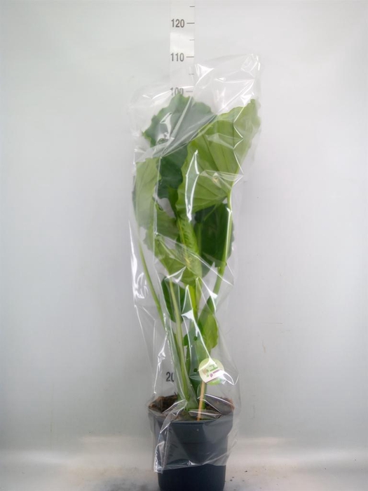 <h4>Alocasia gageana</h4>