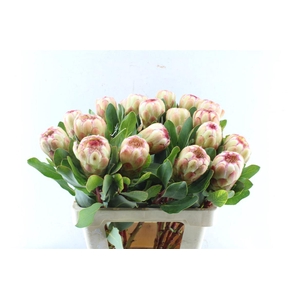 Protea Grandicolor