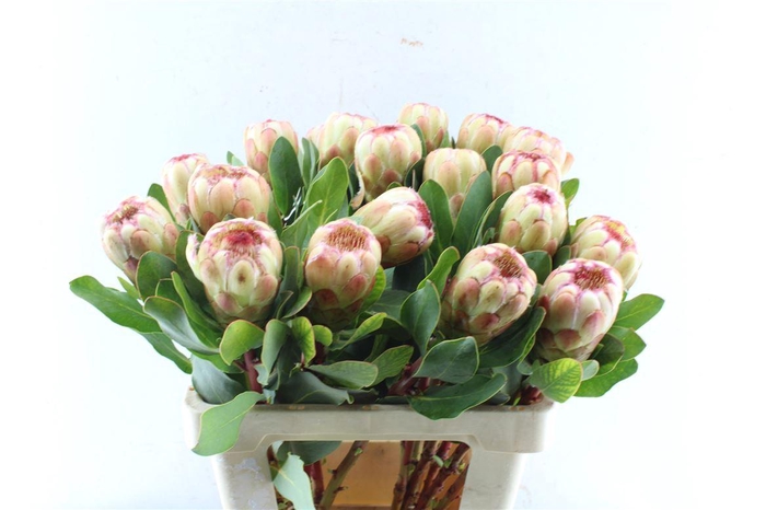 <h4>Protea Grandicolor</h4>