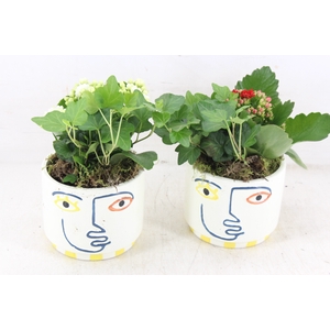 arr2 JS - Ker. pot face colour - rood/wit