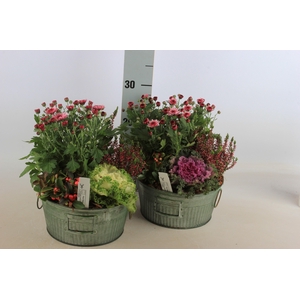 ARR TUINPLANTEN