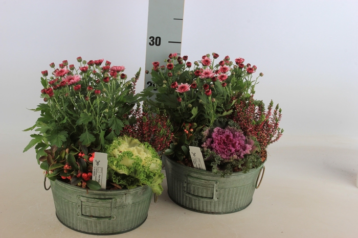 <h4>ARR TUINPLANTEN</h4>