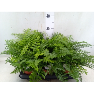 Asplenium parvati