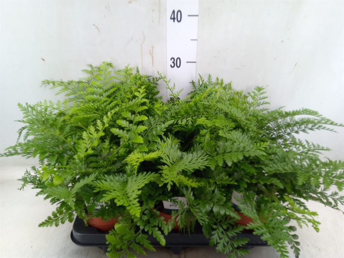 <h4>Asplenium parvati</h4>