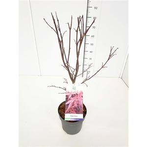 Acer palmatum 'Pixie' 60-80C5