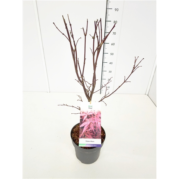 <h4>Acer palmatum 'Pixie' 60-80C5</h4>