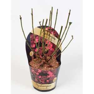 Hydrangea Serrata Daredevil 17 cm in potcover Classic