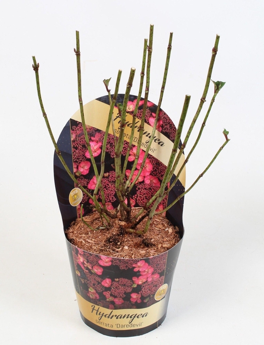 <h4>Hydrangea Serrata Daredevil 17 cm in potcover Classic</h4>