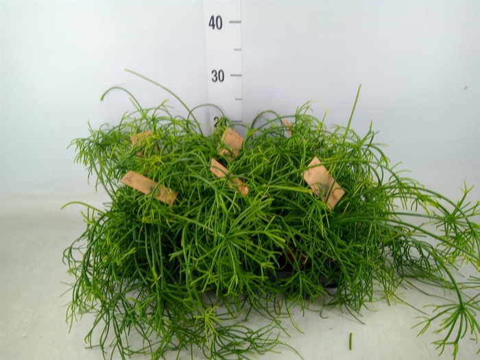 <h4>Rhipsalis baccifera 'Oasis'</h4>