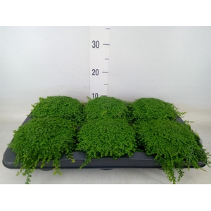 Soleirolia soleirolii   ...green