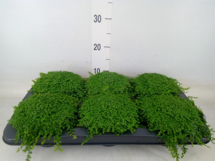 <h4>Soleirolia soleirolii   ...green</h4>