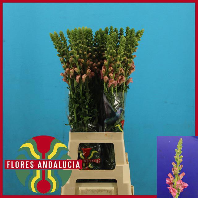 <h4>ANTIR POTO EARL PINK</h4>