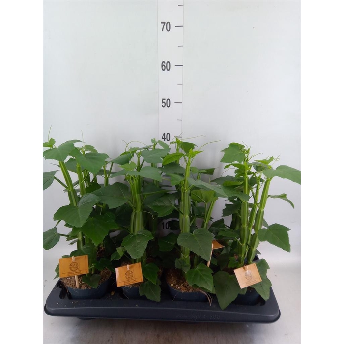 <h4>Cissus   ...</h4>