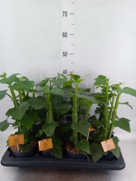 <h4>Cissus   ...</h4>