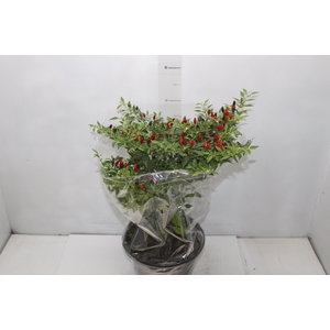 PIMENTA MALAGUETINHA P24
