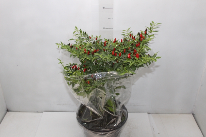 <h4>PIMENTA MALAGUETINHA P24</h4>
