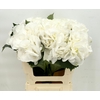 Hydrangea (Import) White